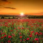 Poppy Fields - In Remembrance