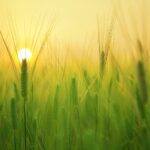 Sunfield Concerto (Brass Band)